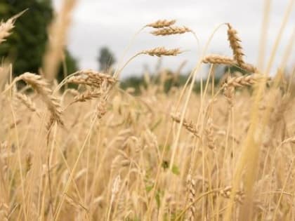 В Динском районе началась уборка озимых колосовых культур