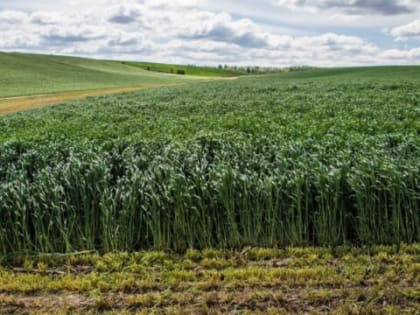 Ведущая отрасль экономики