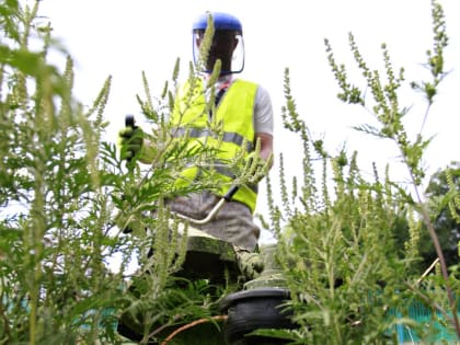 Более 11,1 тысяч гектаров амброзии выкошено в Краснодаре