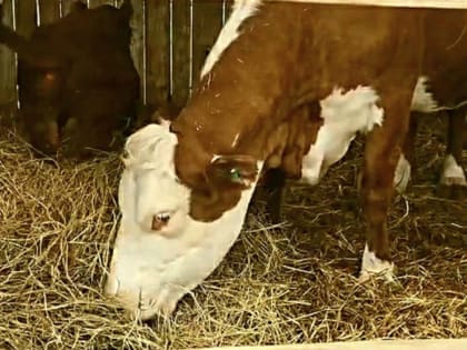 Новороссиец получил субсидию на придуманных коров
