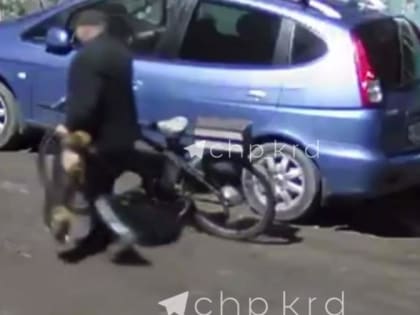 ​В Краснодаре мужчина забросал камнями собаку