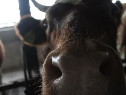 В Павловском районе при поддержке Сбера построят селекционно-генетический центр 