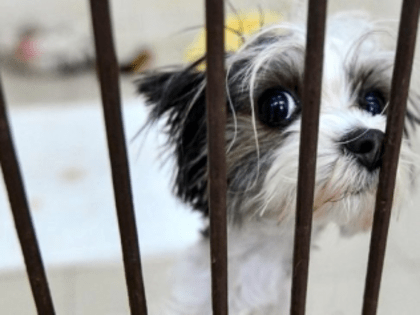 За нарушение ряда правил содержания животных начнут наказывать по КоАП РФ