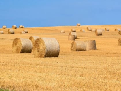 Власти Сочи собираются вернуть ценные земли в сельхозоборот