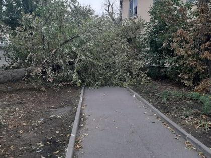 В Ростове-на-Дону дерево упало на ребенка