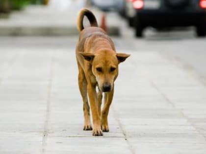 6 сентября в Красносельском и Старомышастовском сельских поселениях будет организован отлов бездомных собак