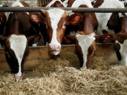 Ну Кубани за 8 месяцев 2019 года произвели более 327 тыс. тонн мясной продукции