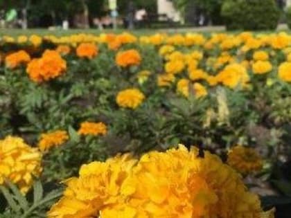 Белореченск расцветает тысячами однолетников