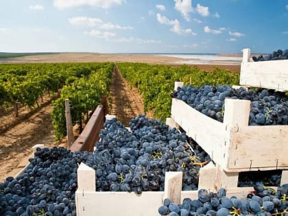 Вениамин Кондратьев: Решение продлить повышенный налоговый вычет для виноделов до 2026 года поддержит участников отрасли