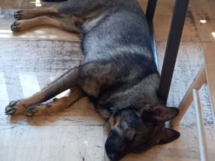 Спасатели Новороссийска уговорили собаку выйти из кафе