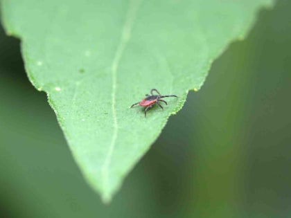 В Новороссийске и окрестностях появились клещи, среди которых есть и опасные