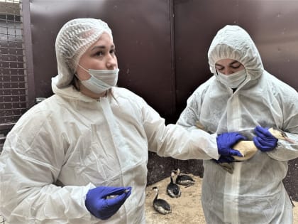 В Анапе к работе с пострадавшими птицами допустят только имеющих прививки от гепатита, столбняка и дифтерии