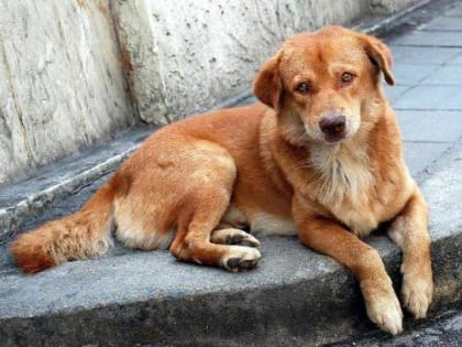 15 сентября в Васюринском сельском поселении будет организован отлов бездомных собак