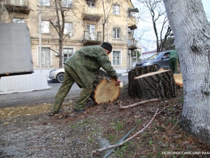 УЖКХ дало ответ, когда в Центральном районе обрежут гнилое дерево