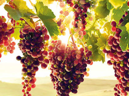 С 15 декабря по 15 февраля