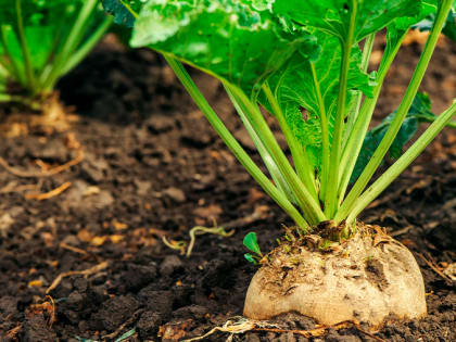 Заболевания сахарной свеклы: лабораторные исследования и методы защиты