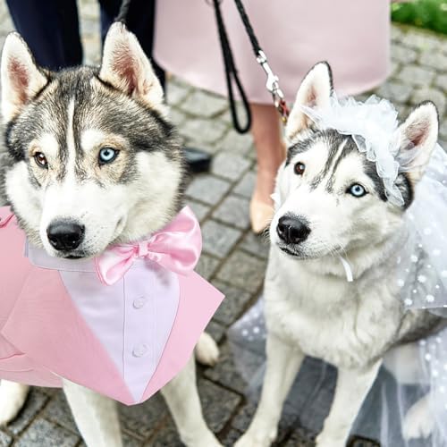 Vue 6 de Aofitee Smoking Pour Chien