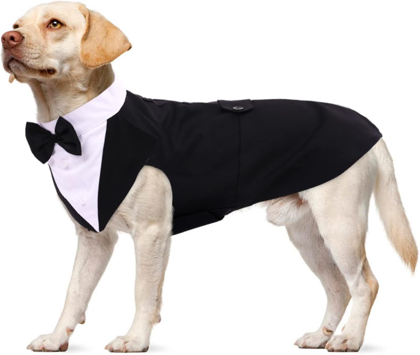 Smoking Formel Pour Chien