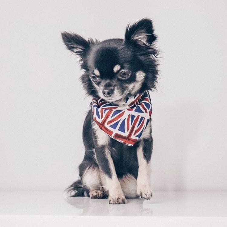 Vue 6 de Pet Pooch Boutique Bandana