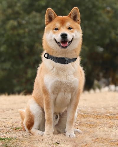 Vue 2 de Tagme Collier Pour Chien