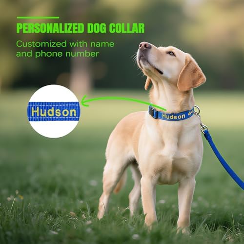 Vue 2 de Collier Chien Personnalise Collier