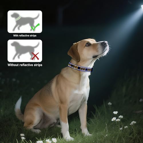 Vue 3 de Collier Chien Personnalise Collier