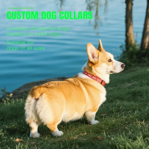 Vue 4 de Collier Chien Personnalise Collier