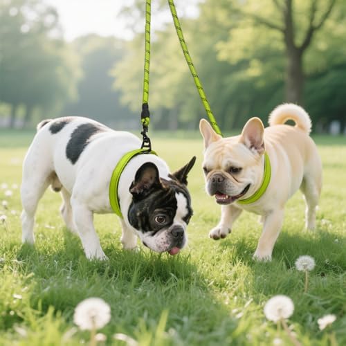 Vue 6 de Taglory Double Laisse Pour