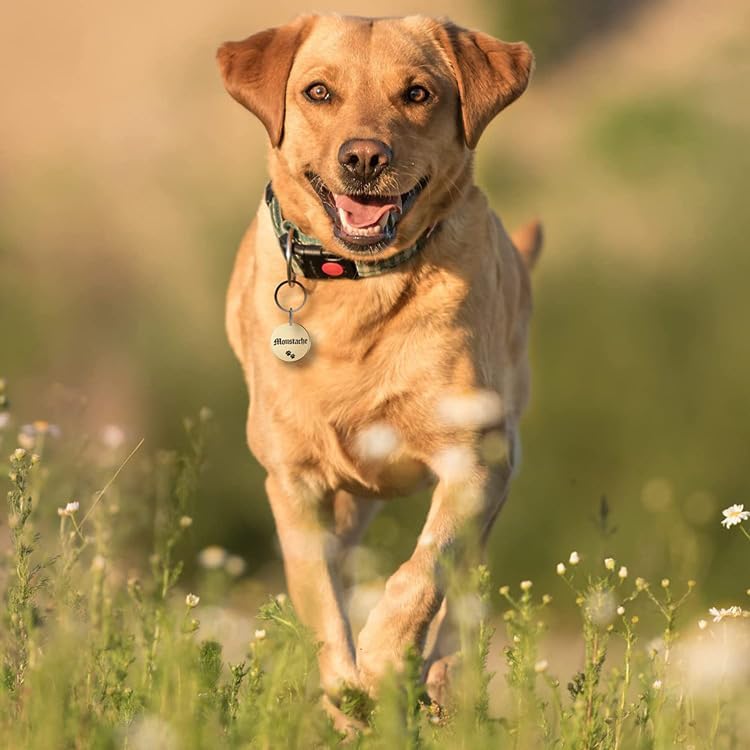 Vue 6 de Medaille Chien Et Chat