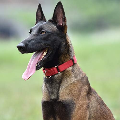 Vue 4 de Hyhug Collier De Chien