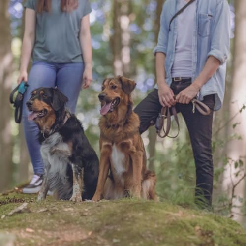 Vue 3 de Trixie Laisse Longue Pour