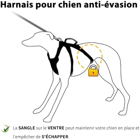 Vue 3 de Huntboo Harnais Pour Chien