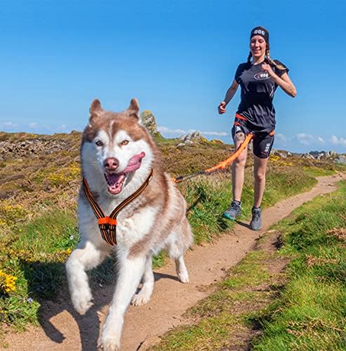 Vue 3 de Harnais Chien Sport Xback