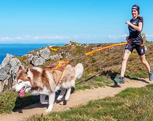 Vue 6 de Harnais Chien Sport Xback