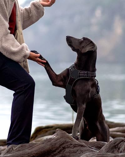 Vue 4 de Joytale Harnais Chien Reflechissant