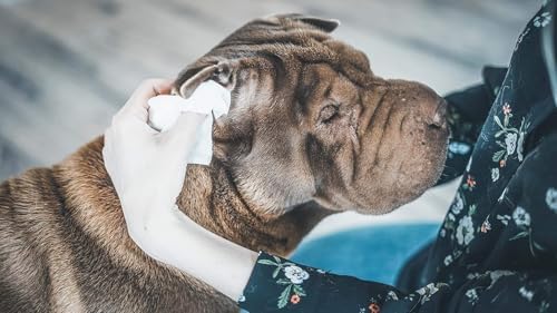 Vue 4 de Vetocanis Lingettes Nettoyantes Chien