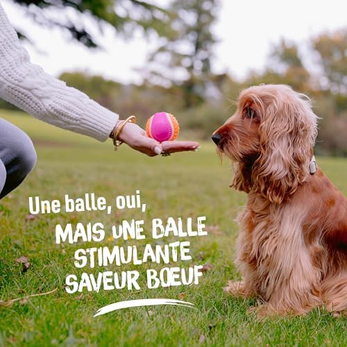 Vue 6 de Aime Balle Pour Chien