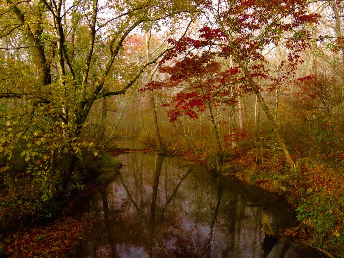 Fall color along Abrams Creek in the Great Smoky Mountains.