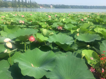 Domeniu Snagov | Reședință magnifică pe malul lacului - foto 7