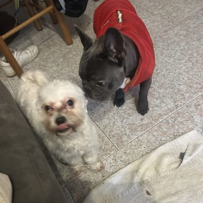 Foto de PetSitter Fernanda