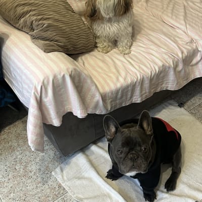 Foto de PetSitter Fernanda