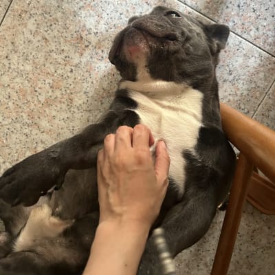 Foto de PetSitter Fernanda