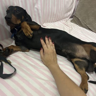 Foto de PetSitter Fernanda
