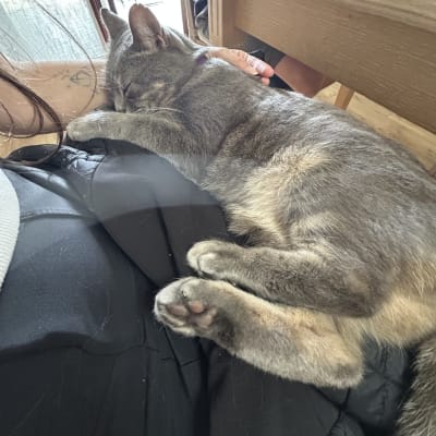 Foto de PetSitter Fernanda