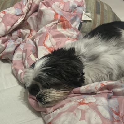 Foto de PetSitter Fernanda