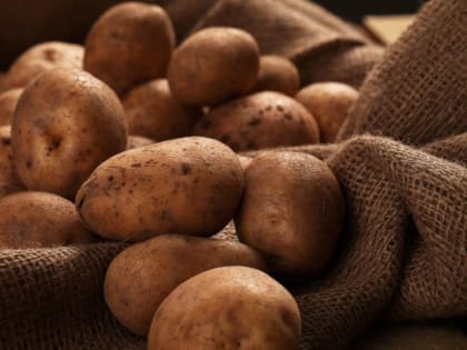 Два сорта картофеля, которые не боятся колорадского жука: урожай будет уже в июле