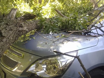 За неделю в Уфе 34 упавших дерева повредили 6 автомобилей