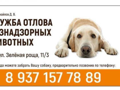 В Кировском районе специальная служба по отлову собак продолжает свою работу