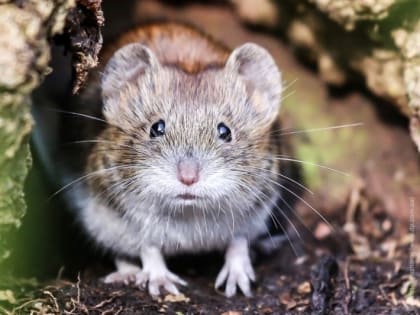 Как не заболеть геморрагической лихорадкой