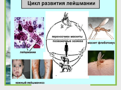 Осторожно, лейшманиоз!